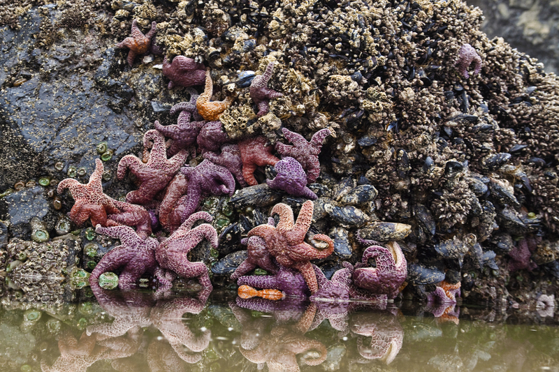 Starfish Haystack Rock