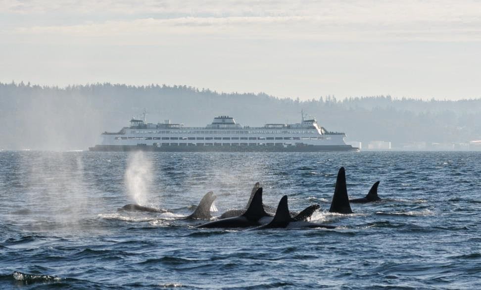 Seattle Ferry Orca