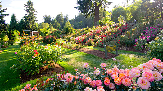 Rose Garden Portland Travel