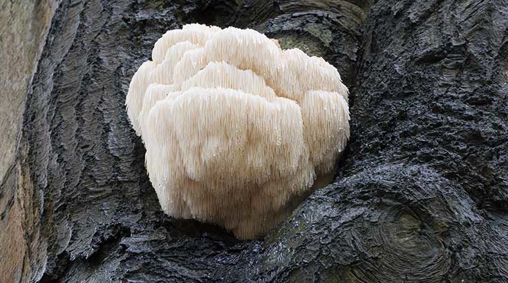 Lion's Mane Mushrooms