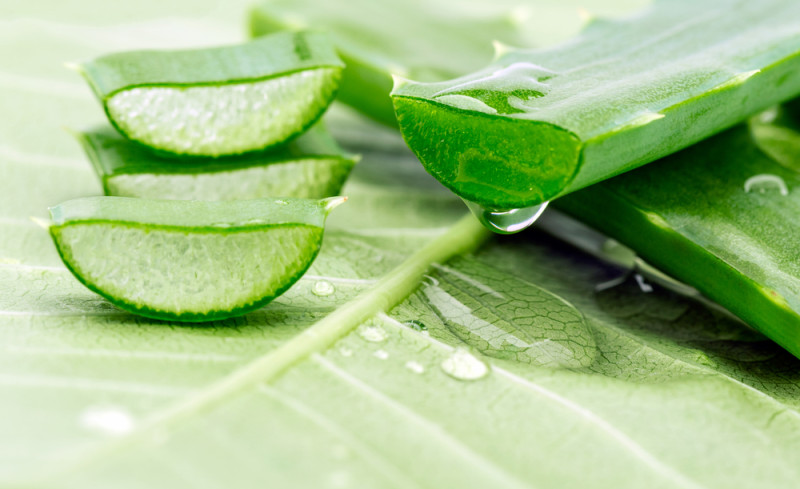Aloe Vera Plant Acne