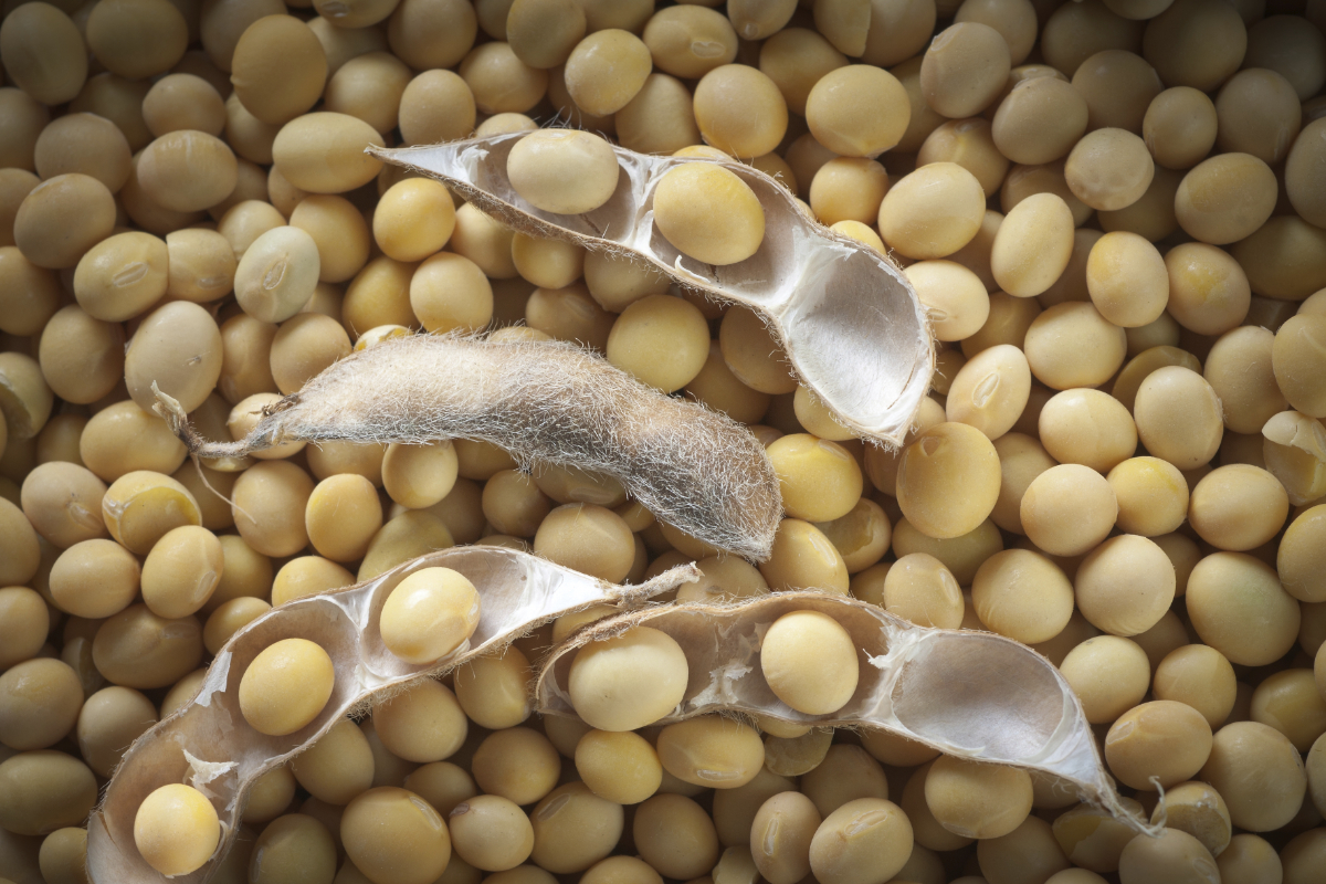 Soybeans Protein