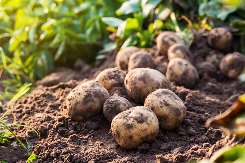 Fresh potatoes deruny