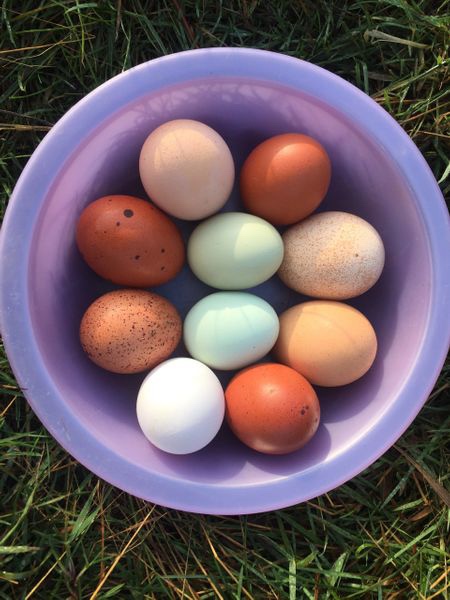 Fresh eggs breakfast russian Ukrainian