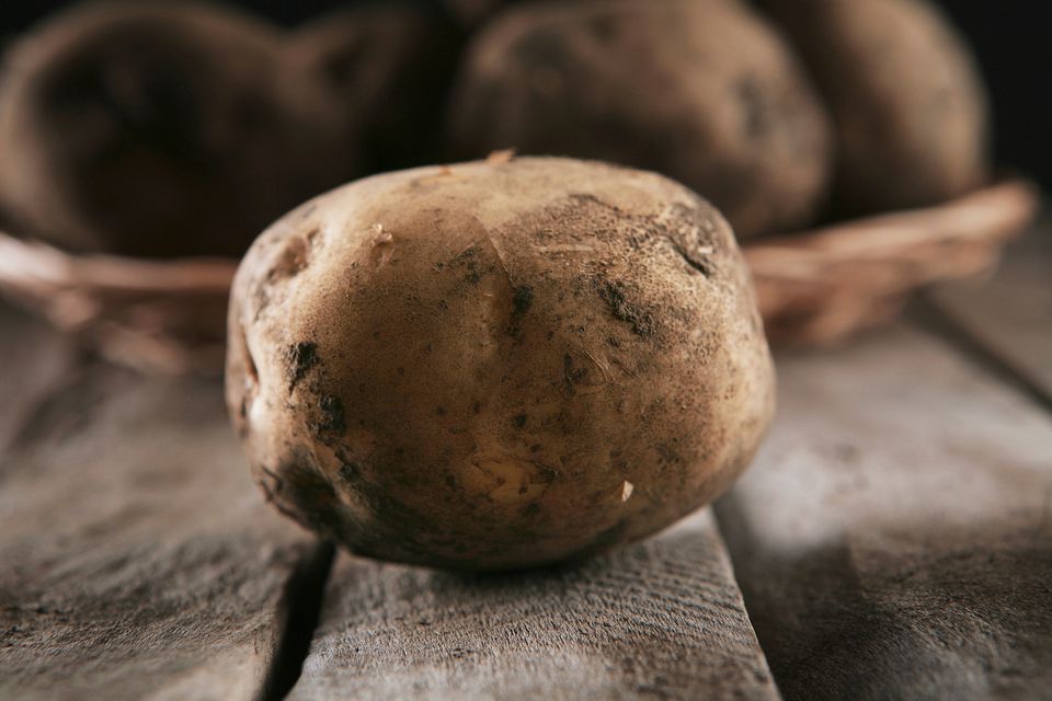 Creamy mashed russet potatoes 