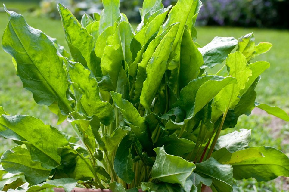 Ukrainian Sorrel soup recipe