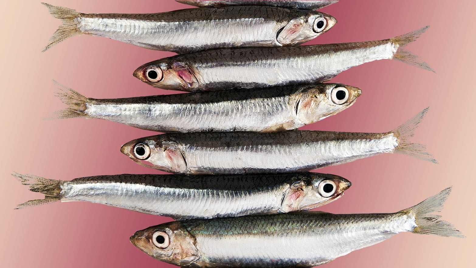 Anchovies recipes