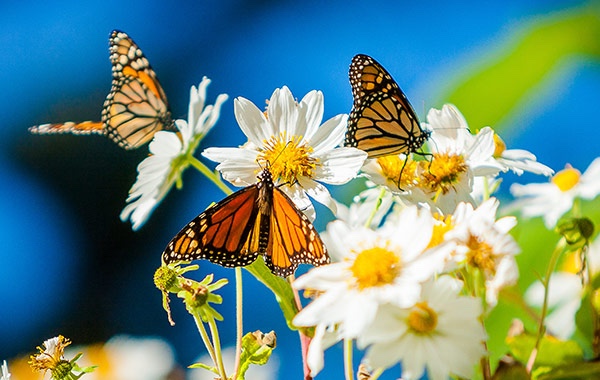 Butterfly preserve nature key west