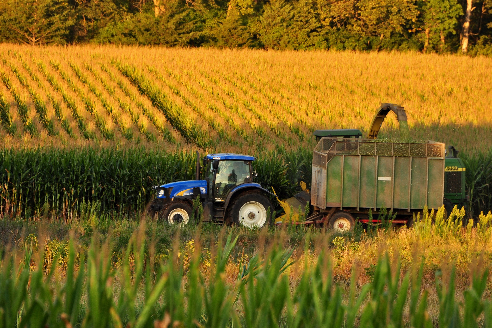 Corn harvest farm